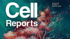 Cover of Cell Reports April 20, 2021. Illustration of a tree.