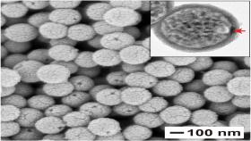 This scanning electron microscopy image shows the nanocapsules once formed after the removal of the gold nanoparticles and polystyrene beads, leaving behind an opening that can be used to fill the capsules with a payload. (Credit: Jichuan Qiu)