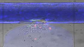 Watch as blood cells stream through a "wound" and a clot forms. The red-stained cells are actually white blood cells. A green extracellular glue can be seen at the top of the wound; this is fibrin, which holds the clot together.