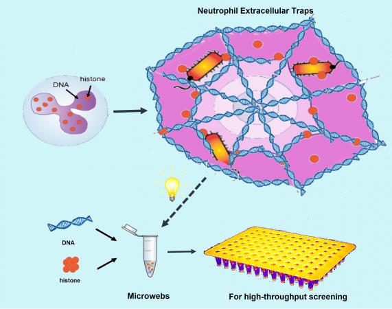 This is how the researchers got the idea to make their microwebs to snare bacteria the way white blood cells use so-called NETs to do it in our bodies. Credit: Georgia Tech / University of Michigan
