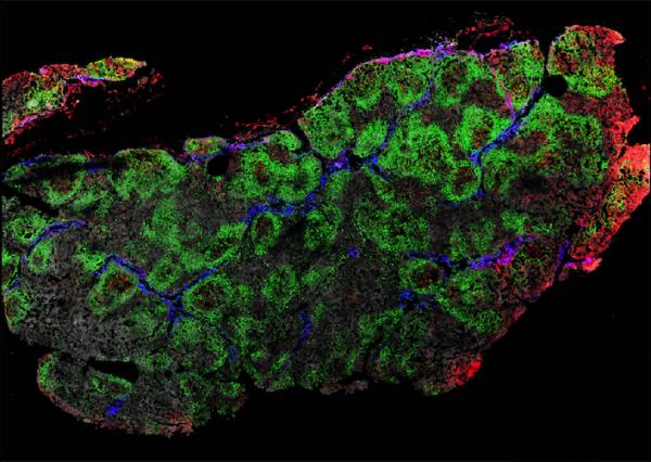 After intramuscular injection, isolated tissues were examined at the cellular level via confocal microscopy and flow cytometry.