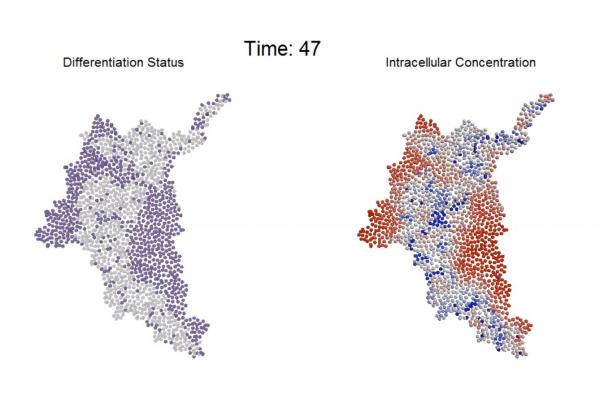 An agent-based computational model simulates the progression of intracellular molecular gradients and resultant differentiation patterns that emerge within a multicellular system. (Credit: Chad Glen, Georgia Tech)