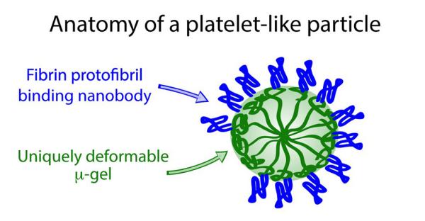 Image shows the anatomy of a platelet-like particle being used to augment natural blood clotting. (Image: Coulter Department of Biomedical Engineering)
