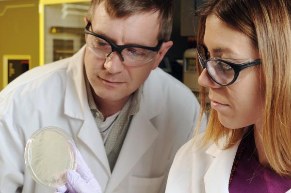 Associate Professor Tom Barker and Research Scientist Ashley Brown examine bacteria growing on a plate, part of a technique for evolving antibodies used in their research on platelet-like particles. (Georgia Tech Photo: Gary Meek)