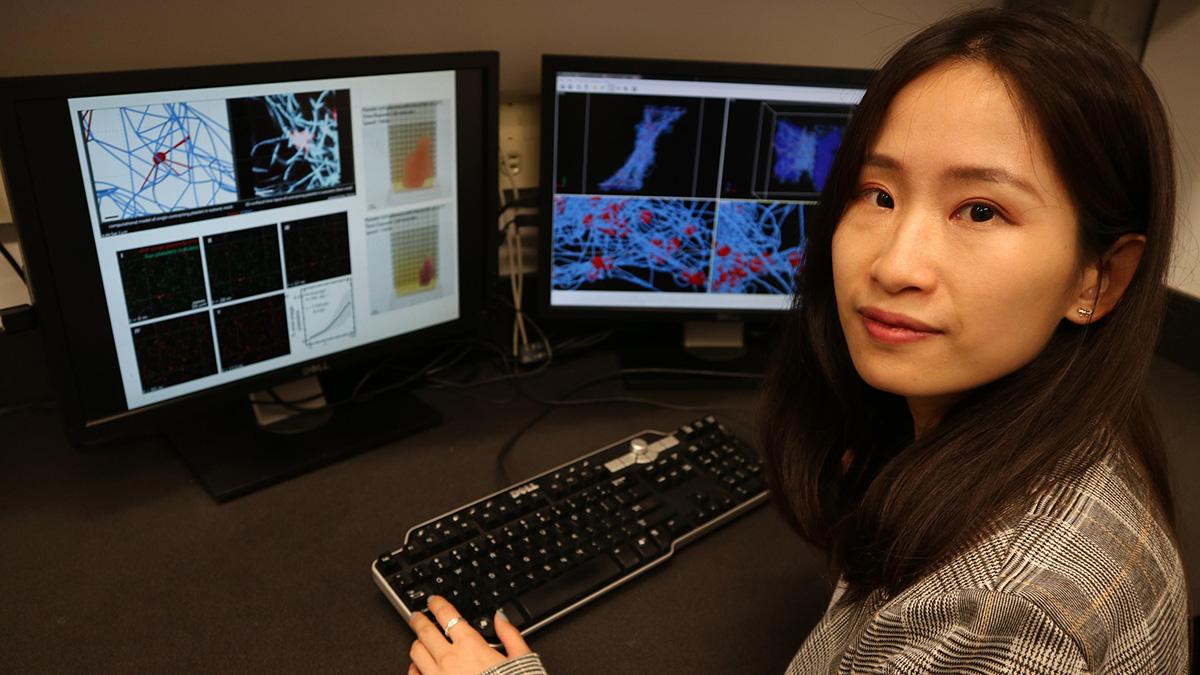 First author Yueyi Sun inside Georgia Tech’s Complex Fluids Modeling and Simulation Lab, where she compares the experimental and simulated platelet-driven fibrin clot contraction process. (Photo Courtesy: Alexander Alexeev)