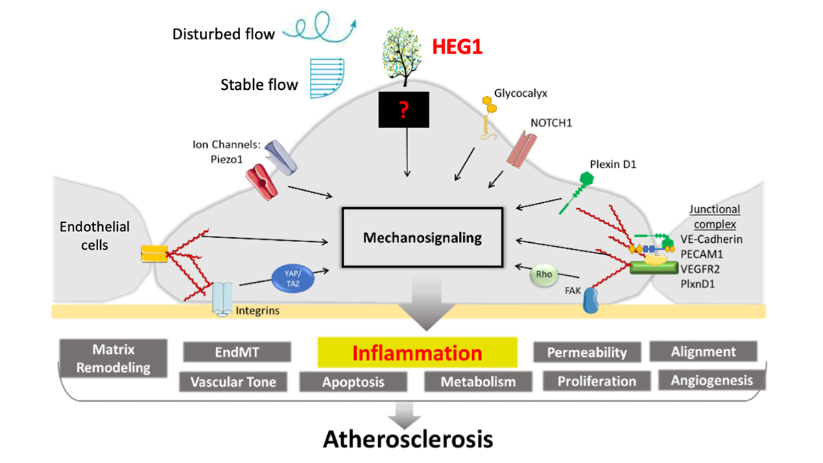 Illustration of mechanosensors and mechanosignaling in endothelial cells that line our blood vessels. Atop the cell is the tree-like HEG1 protein, which appears to act as a critical blood flow sensor in arteries. (Image Courtesy: Hanjoong Jo)