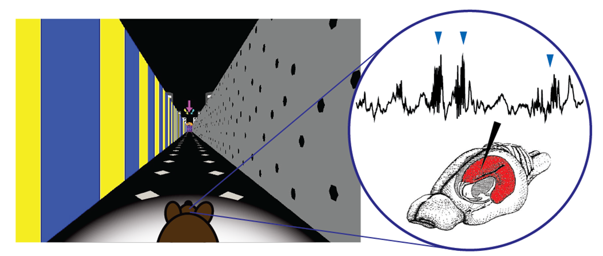 An illustration of the virtual maze Singer's team used to study healthy mice and mice with Alzheimer's disease pathology. The mice run on a floating ball while the digital track is projected on screens around them. (Image Courtesy: Annabelle Singer)
